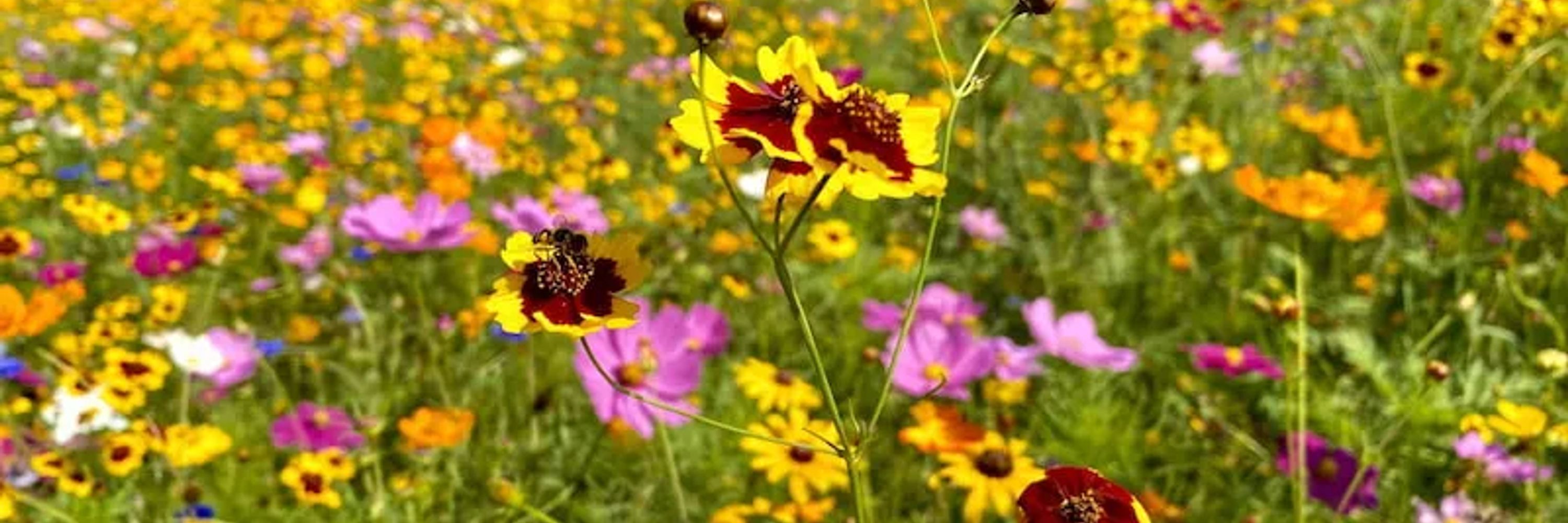 American Meadows 