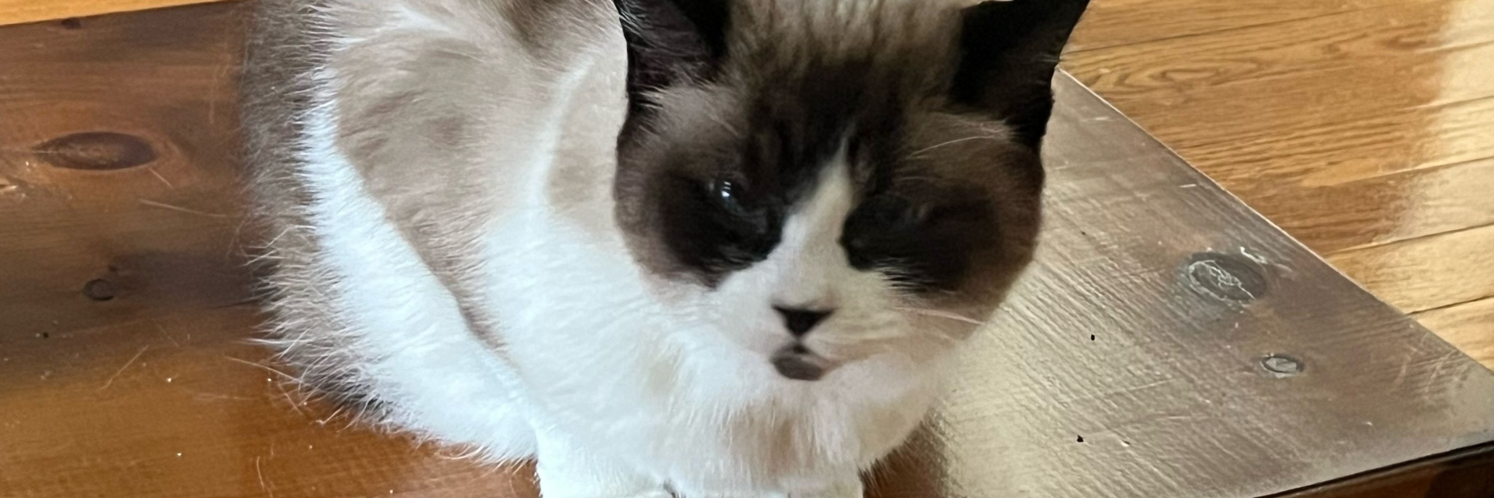 ella