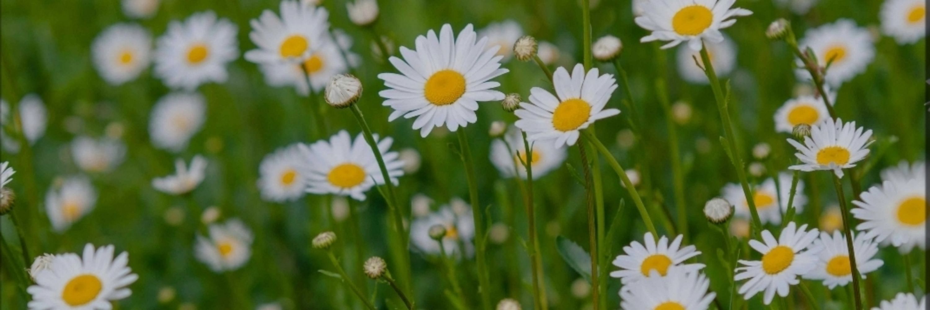 Ashes Daisy Dally