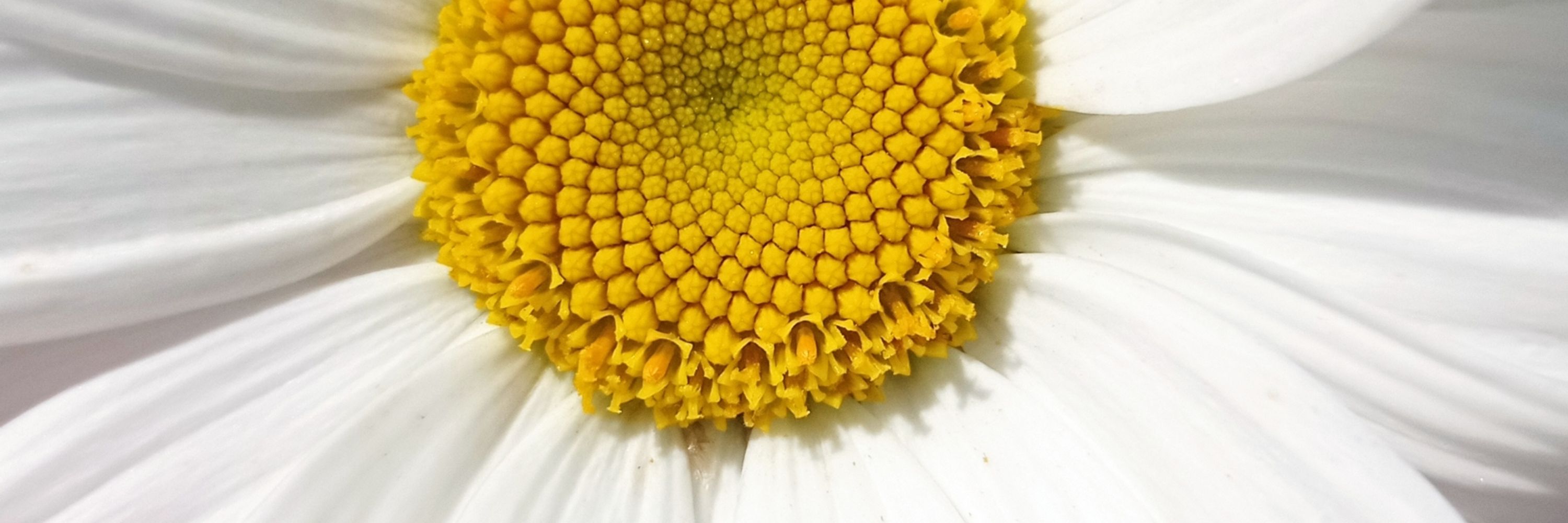 AnnaShirley 🌼