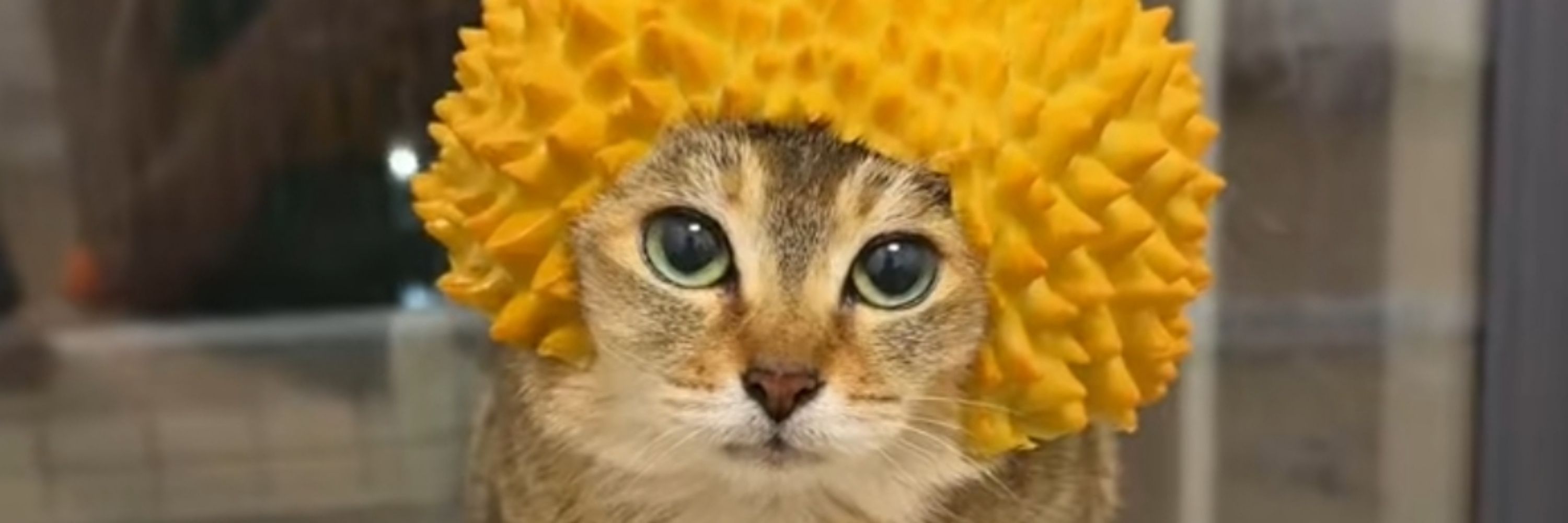 CrazyCat☆