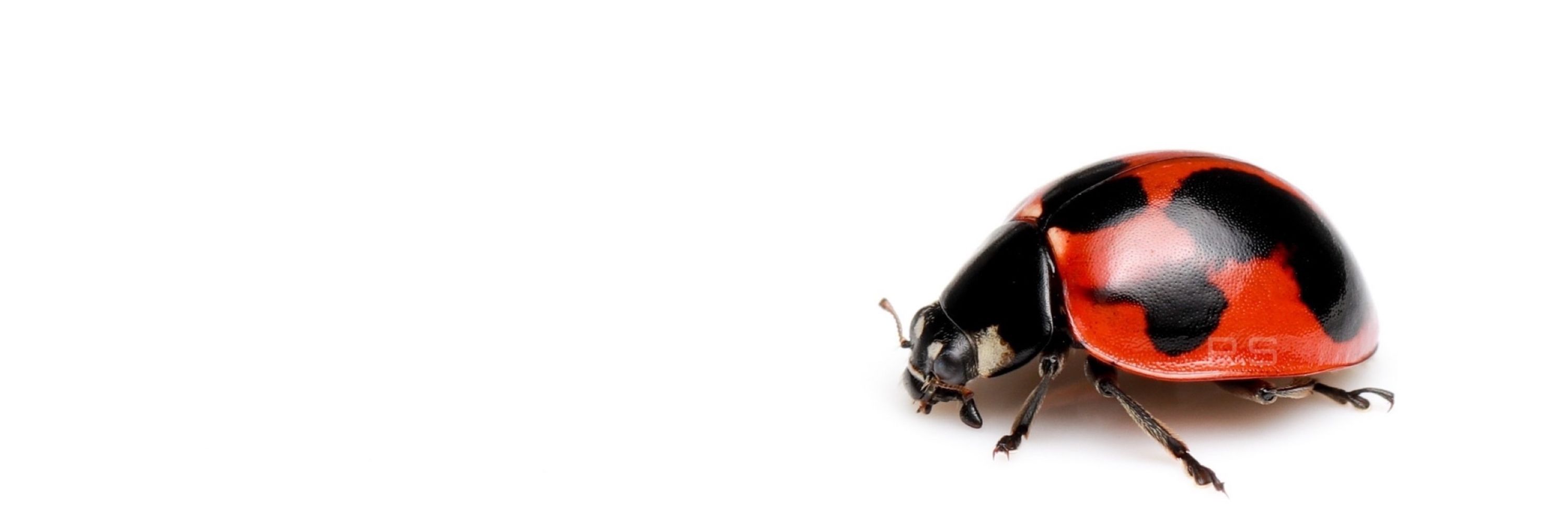 ryôta🐞