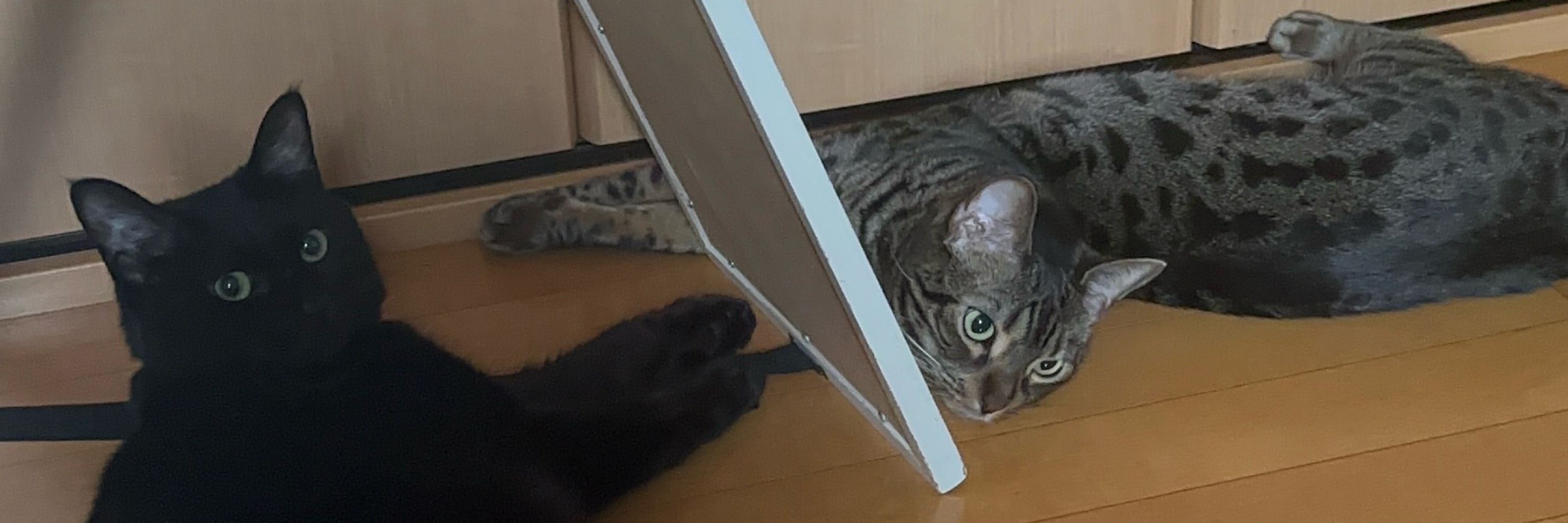 温かいお茶