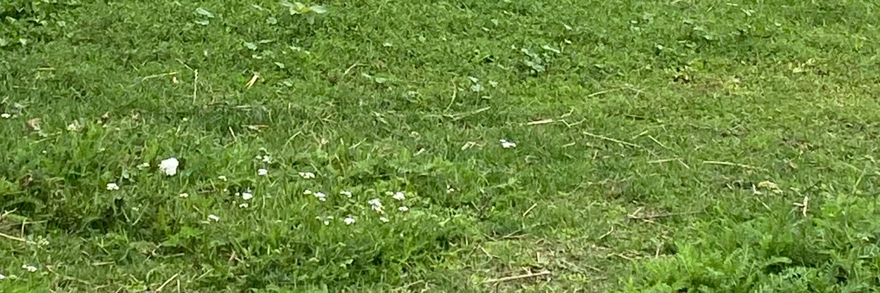Solanasaurus