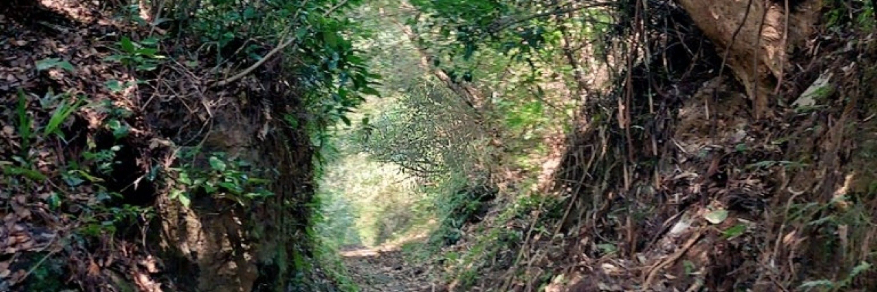 野山