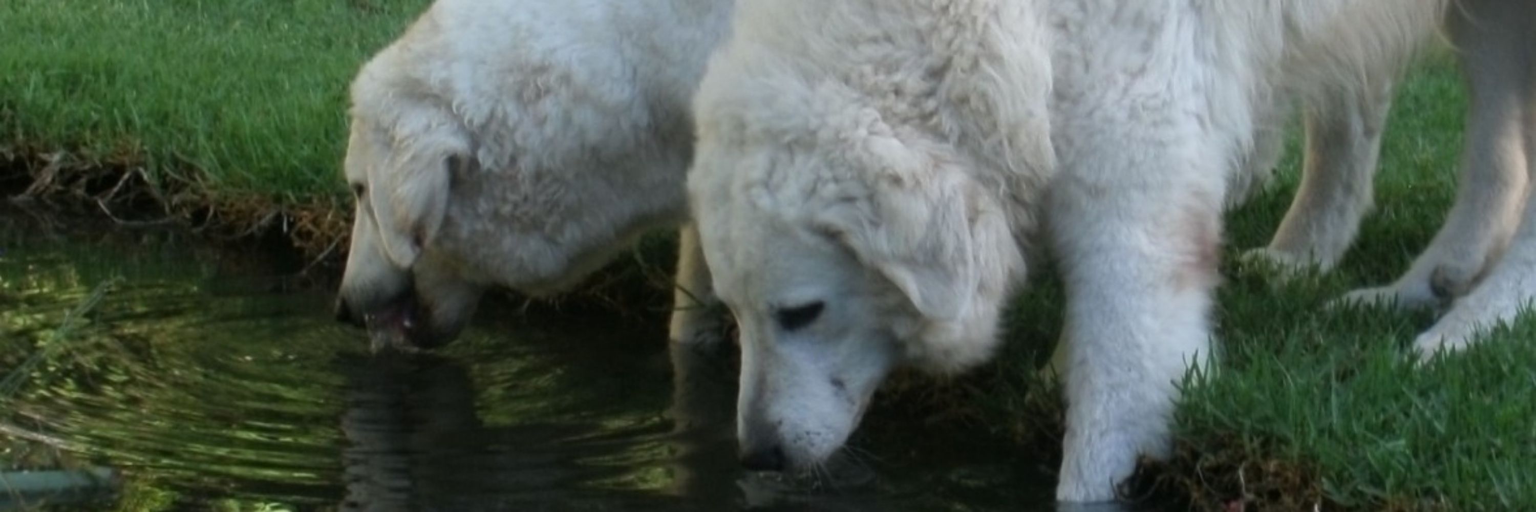 Criadero de perros de la raza Kuvasz
