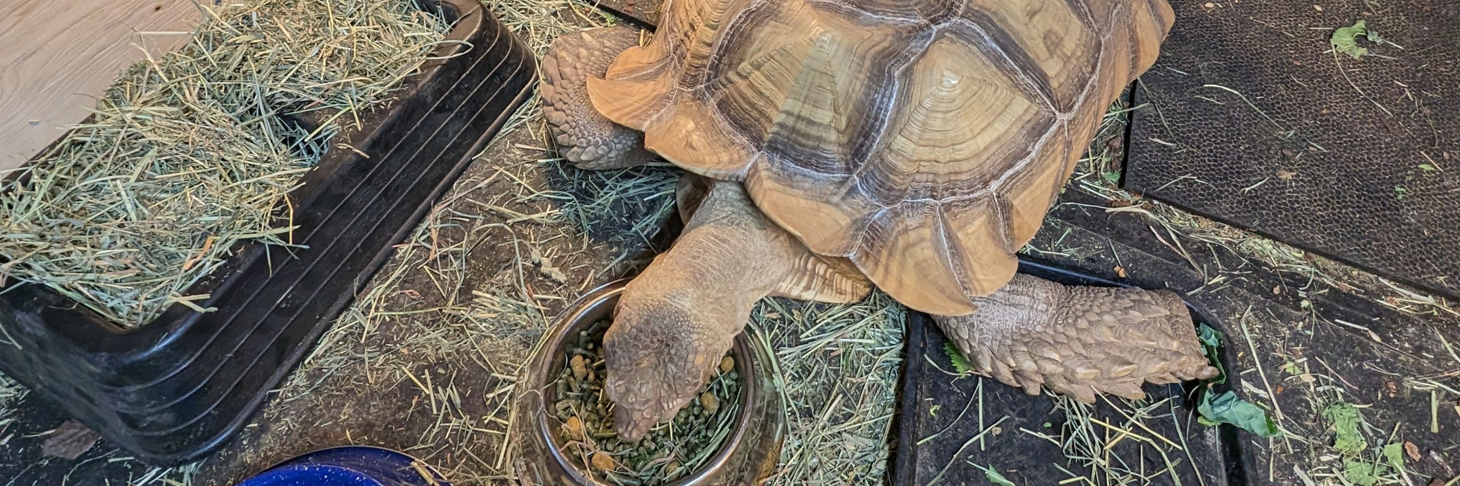 vladimir tortoise 🐢