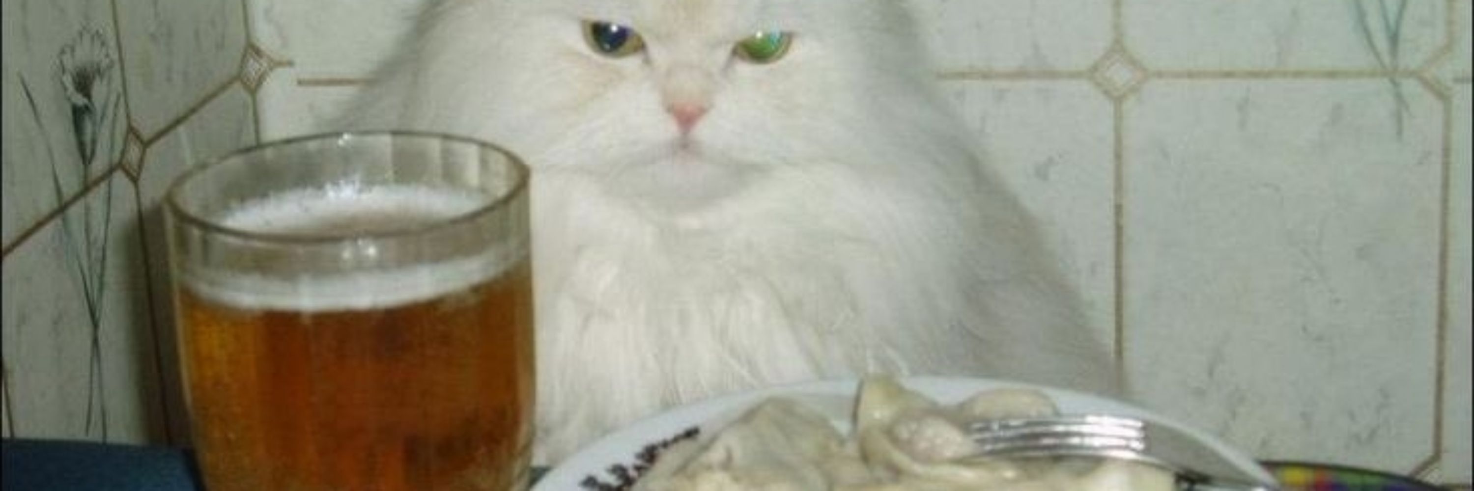 Skooma Kat