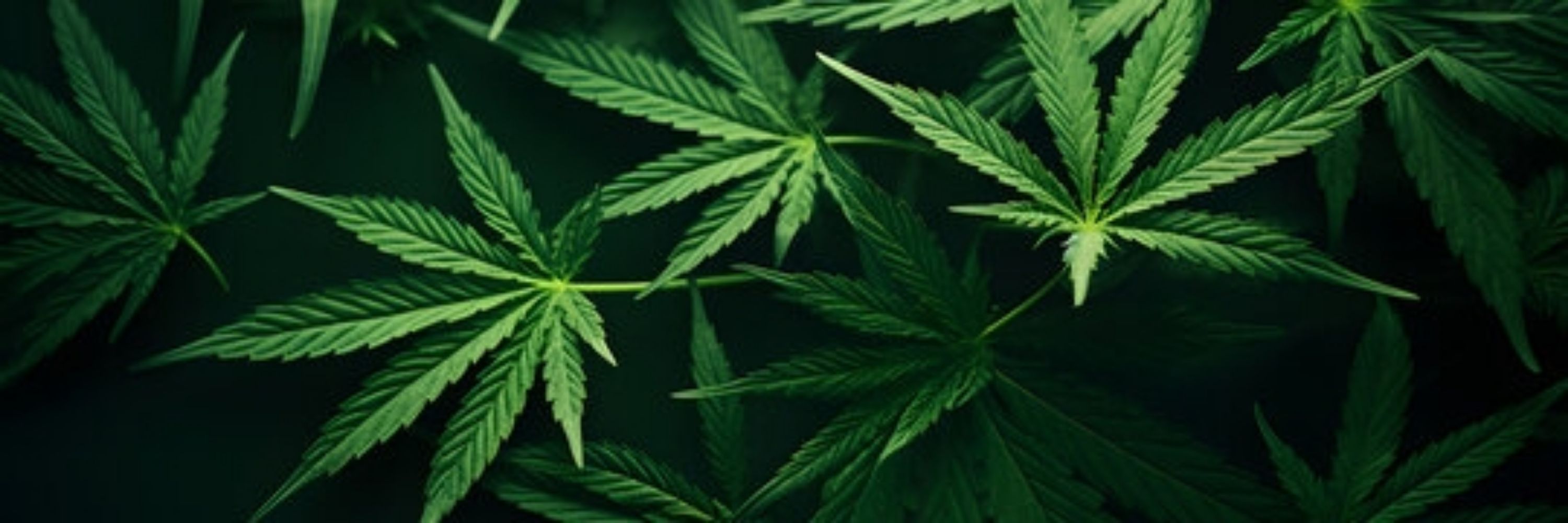 Sommelier de maconha