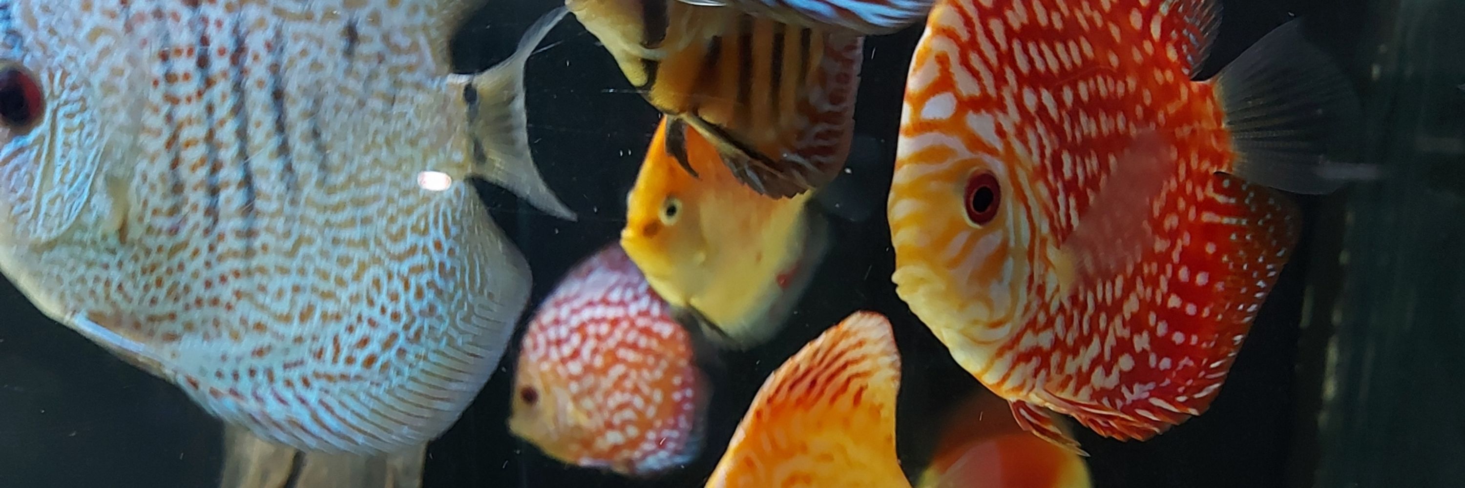 🐟🐠🐡Fish🐟🐠🐡