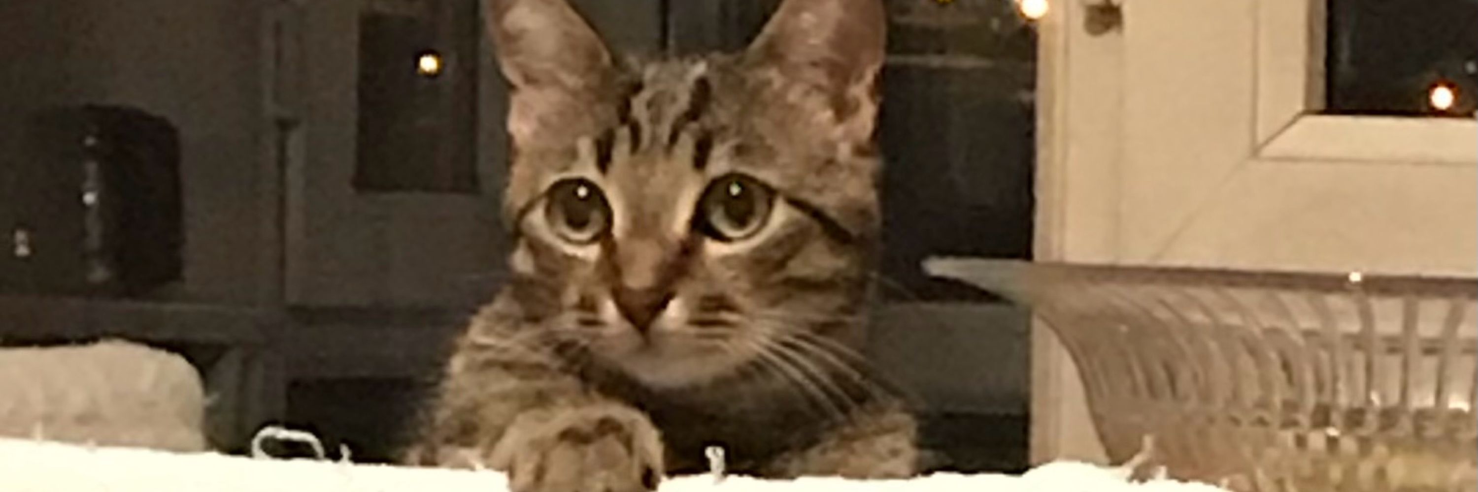 FsnGrdl