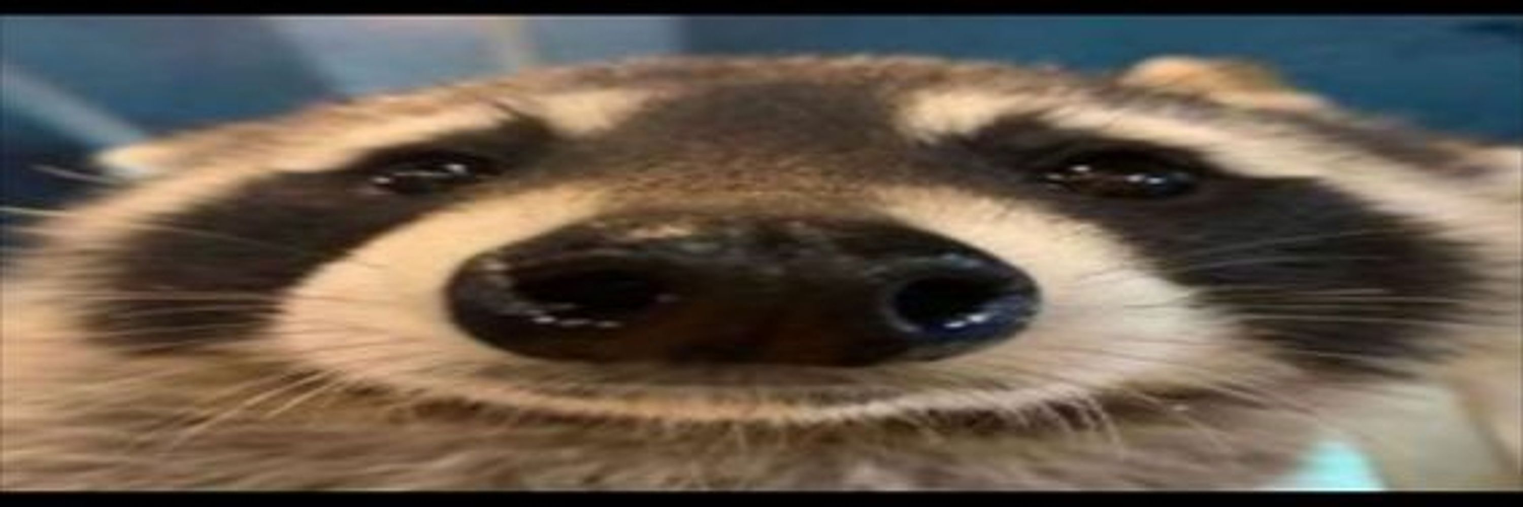 Rak mapache feo