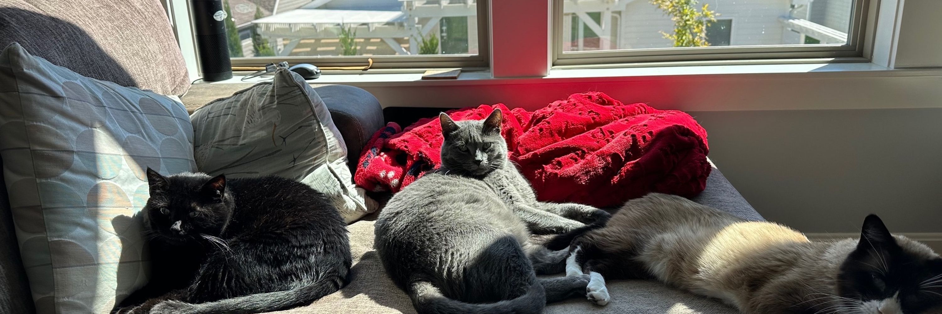 Four Cat Clowder