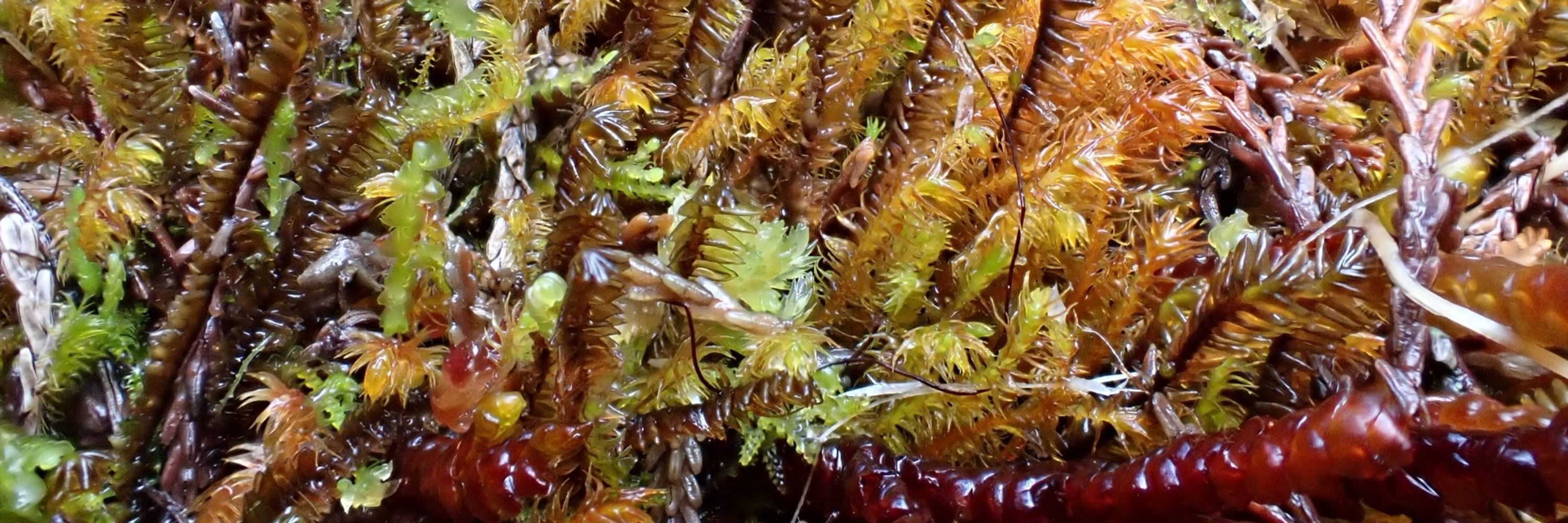 Mainly moths & mosses
