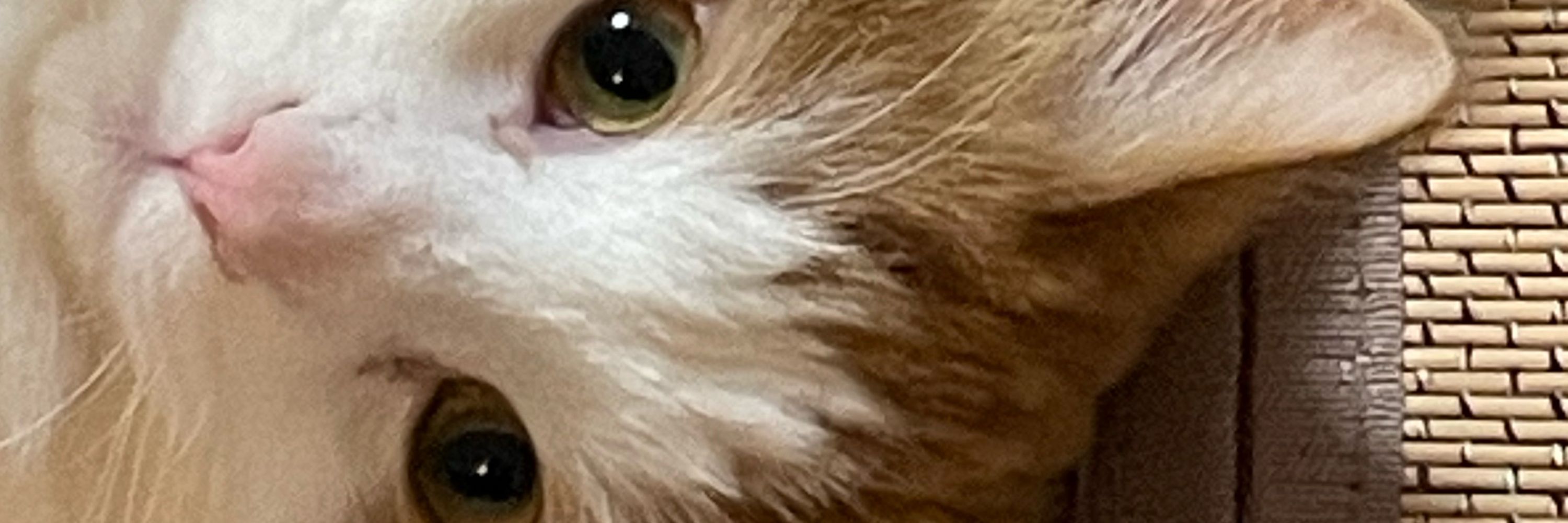 ひるねねこ