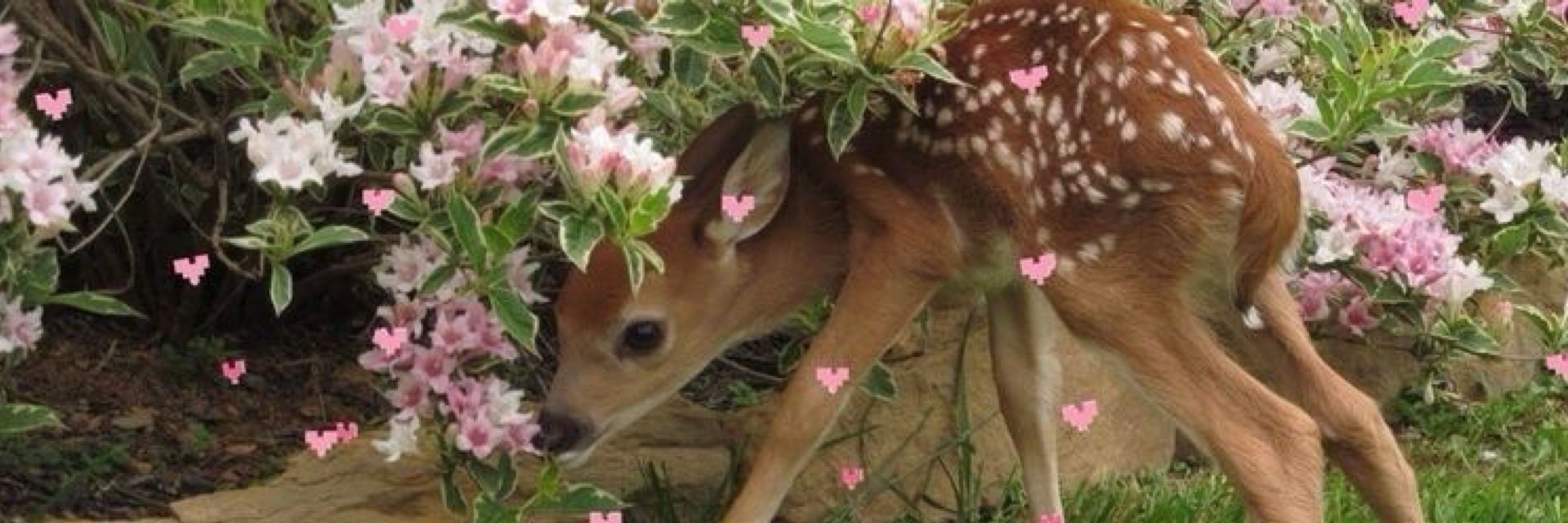 ౨ৎ fauna ౨ৎ