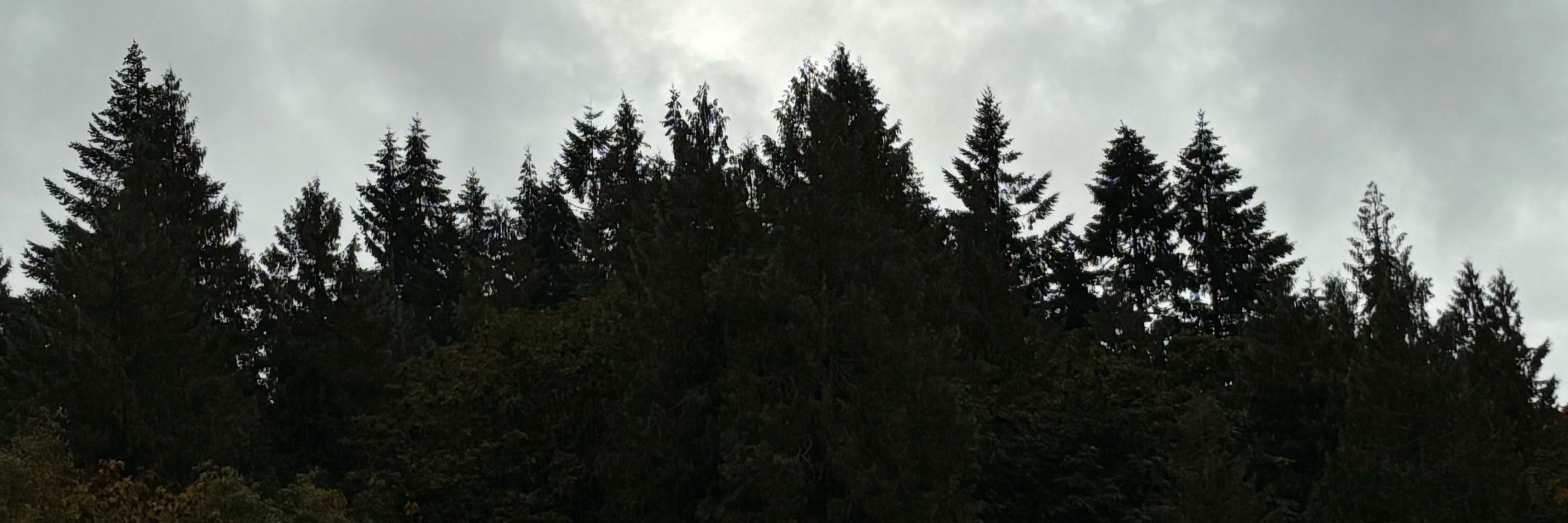 Regular Fern