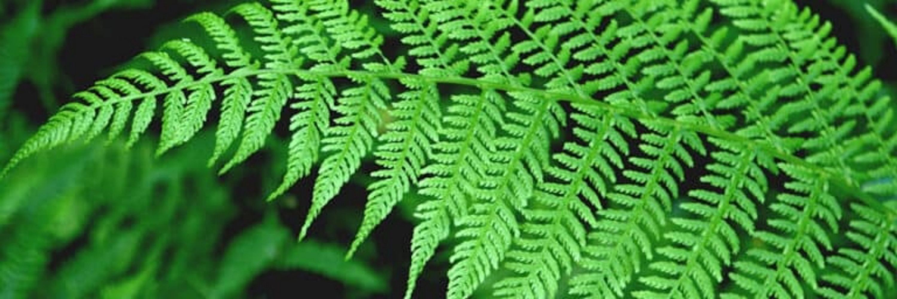 Fern