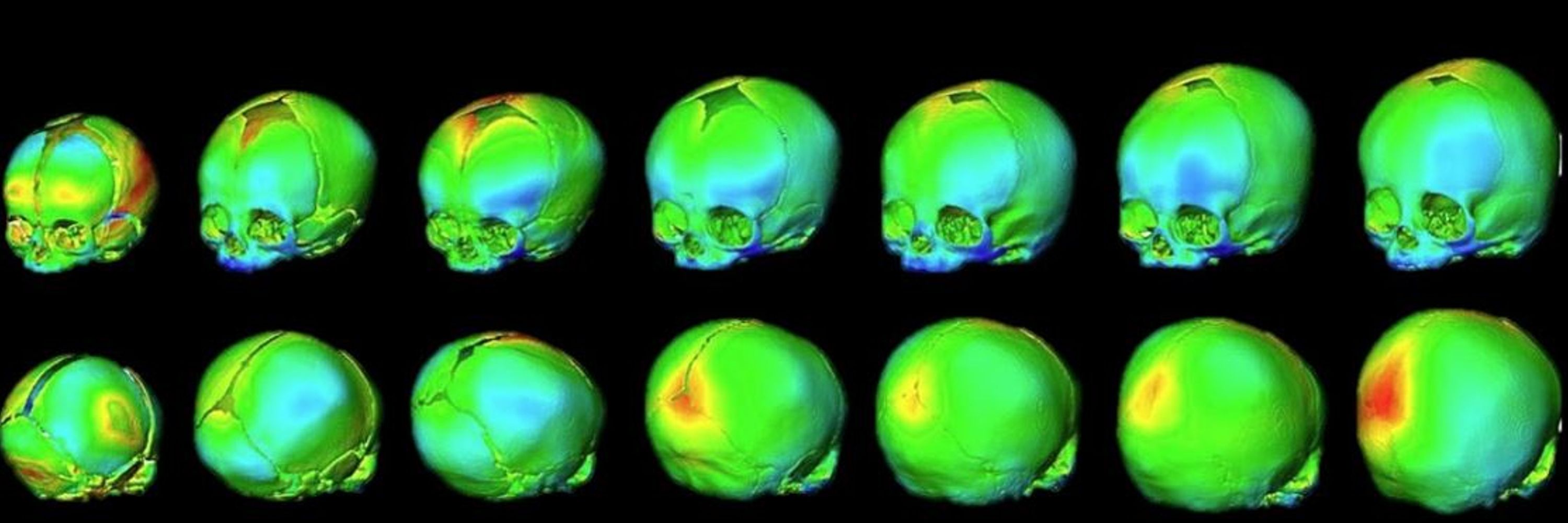 UCL Centre for Integrative Anatomy
