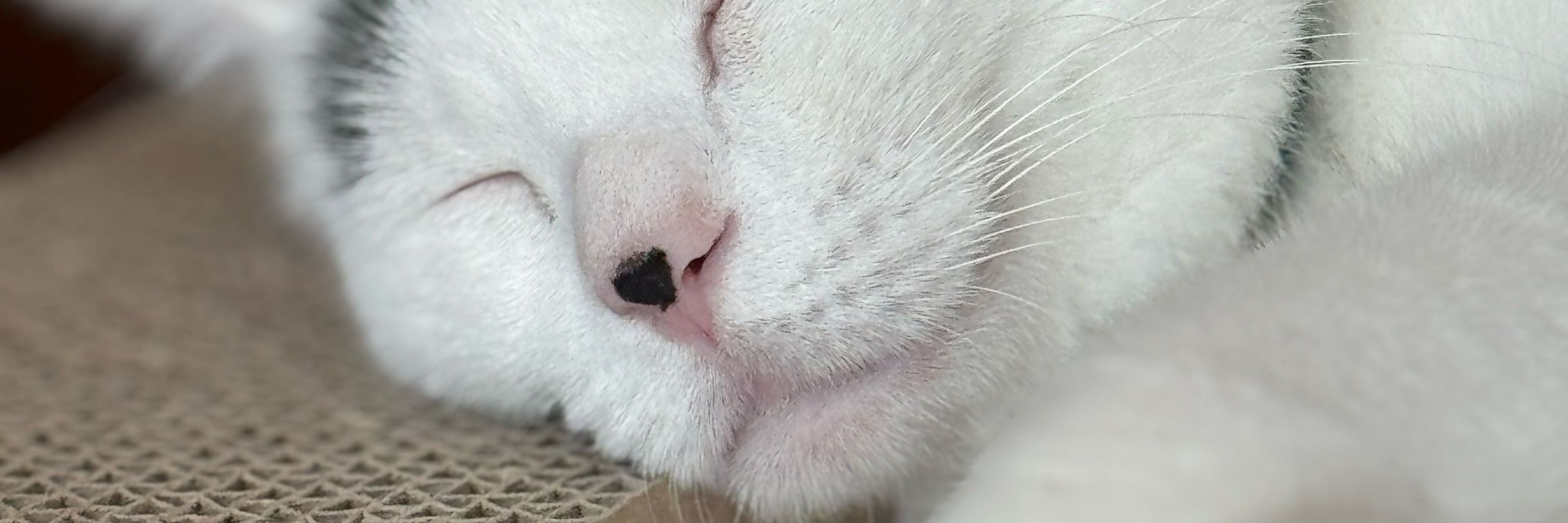 出山ねこ