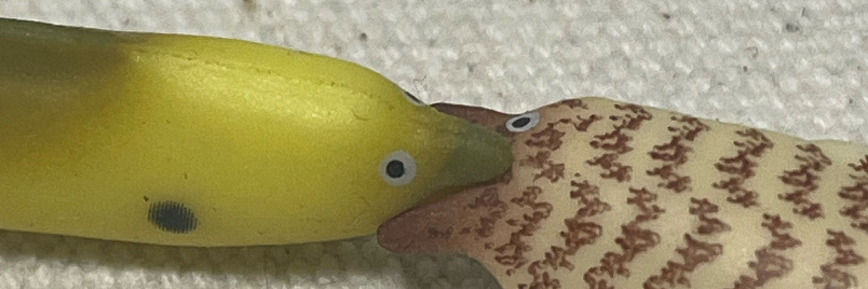 鴨緑ガトヨシ