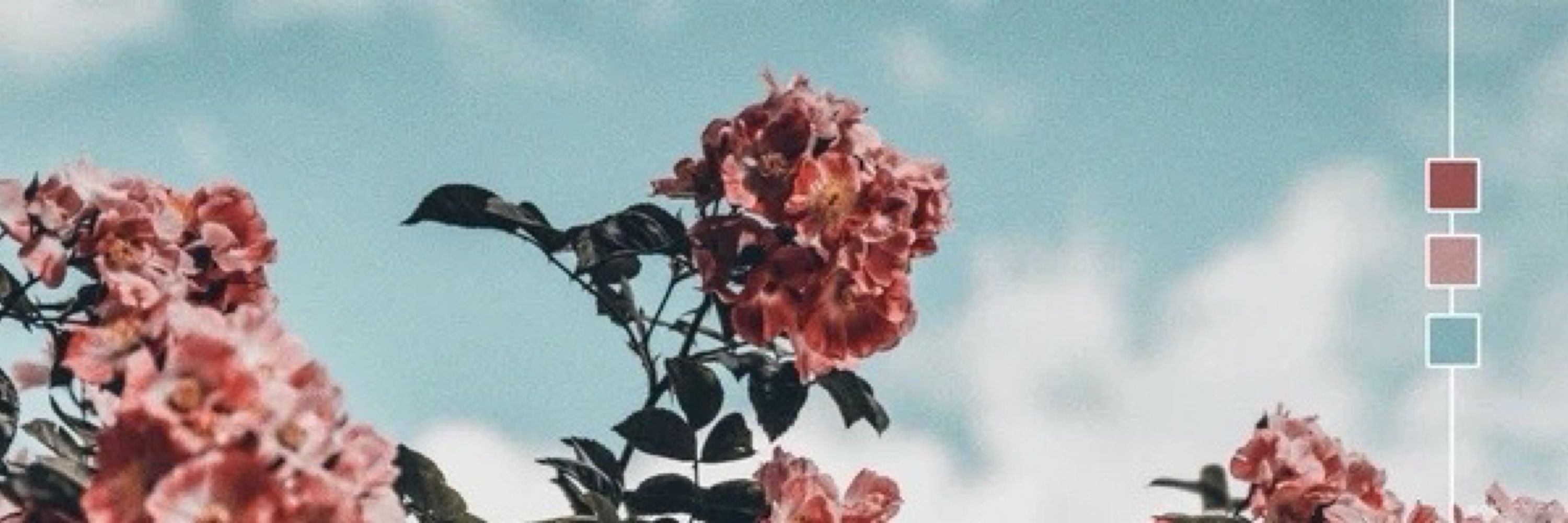 楝