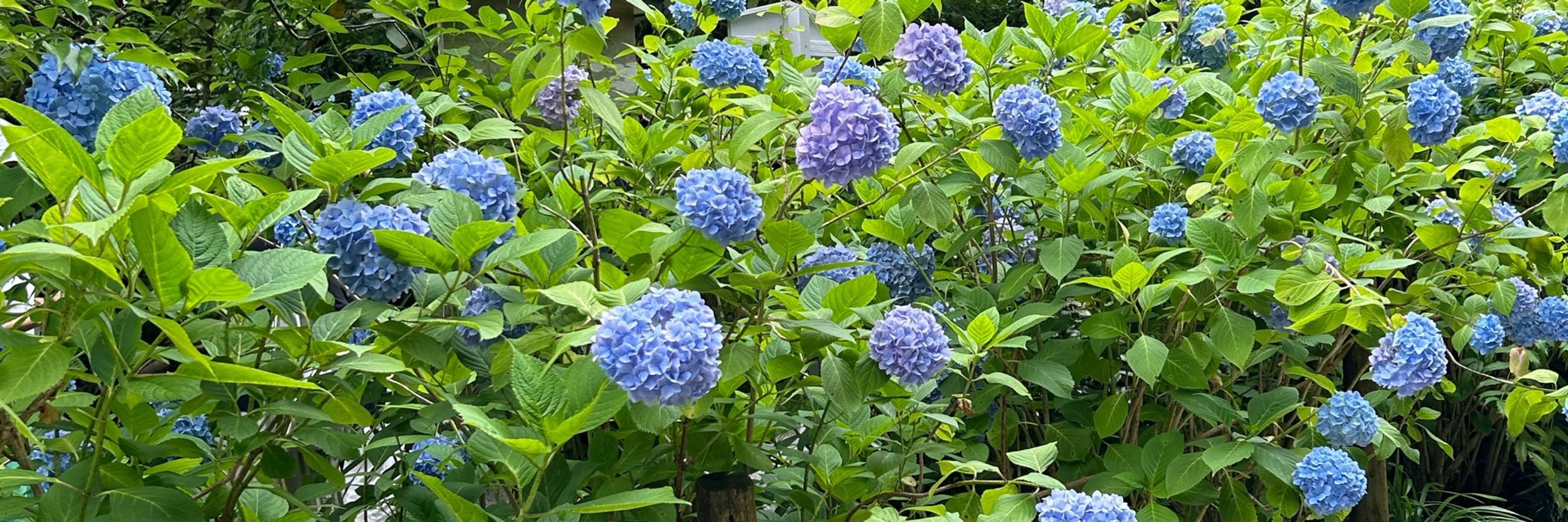 ちょと