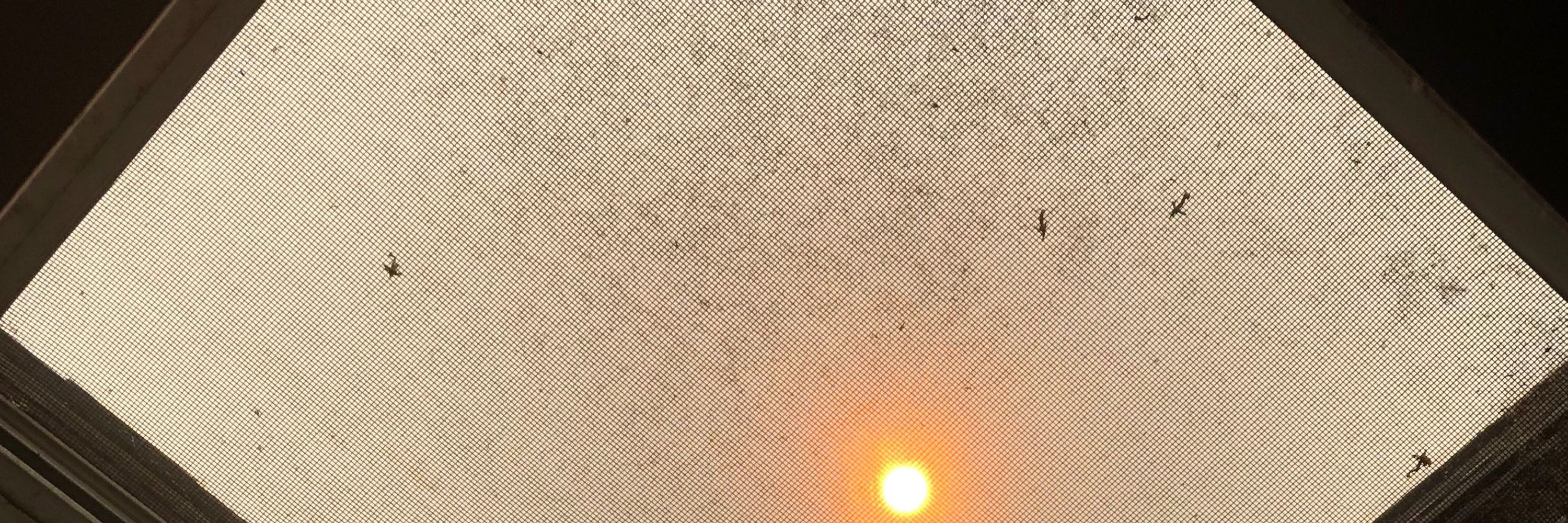 adipocere anticipant