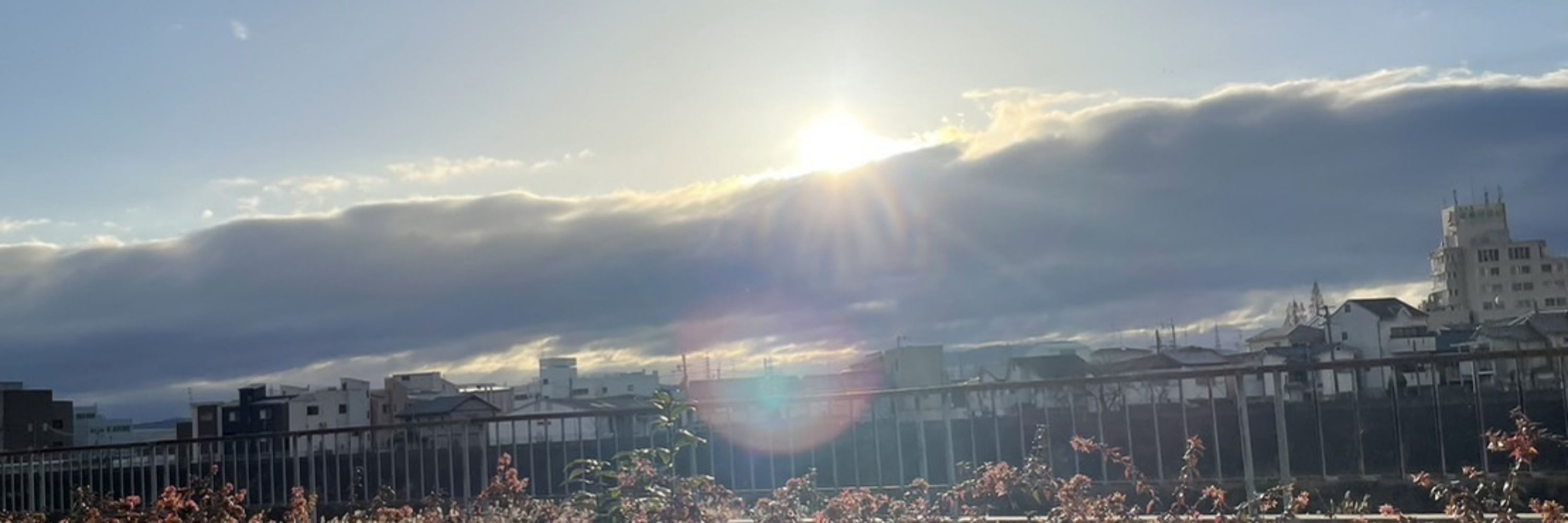 青空うさぎ