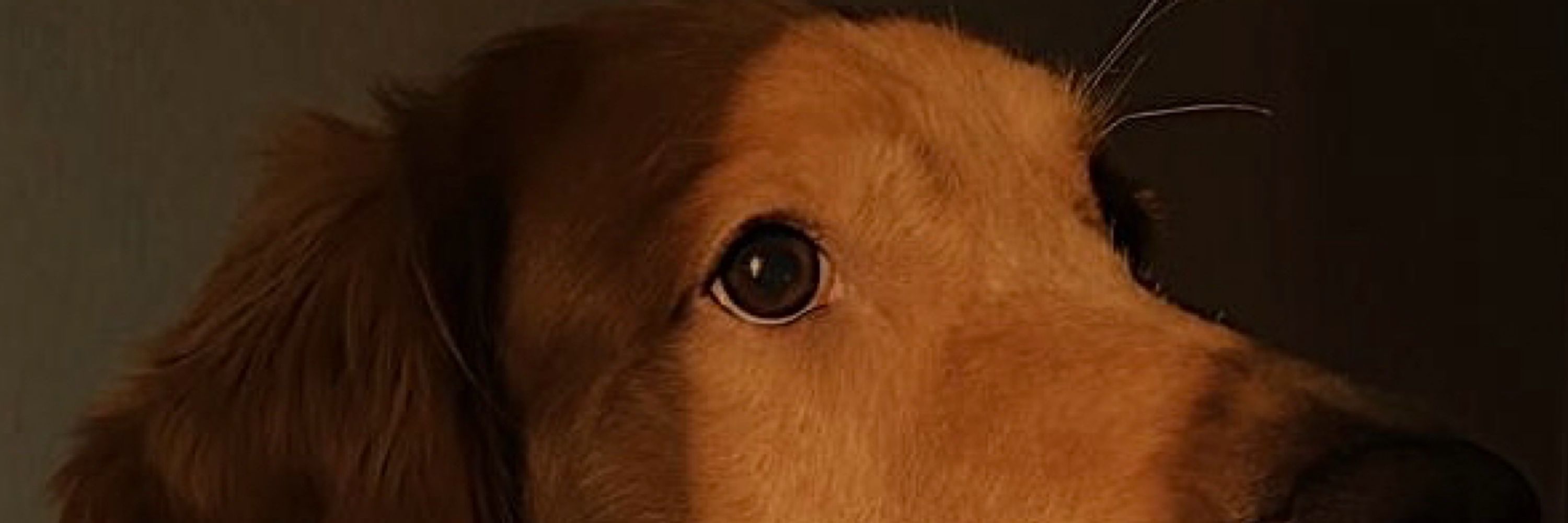 teca 