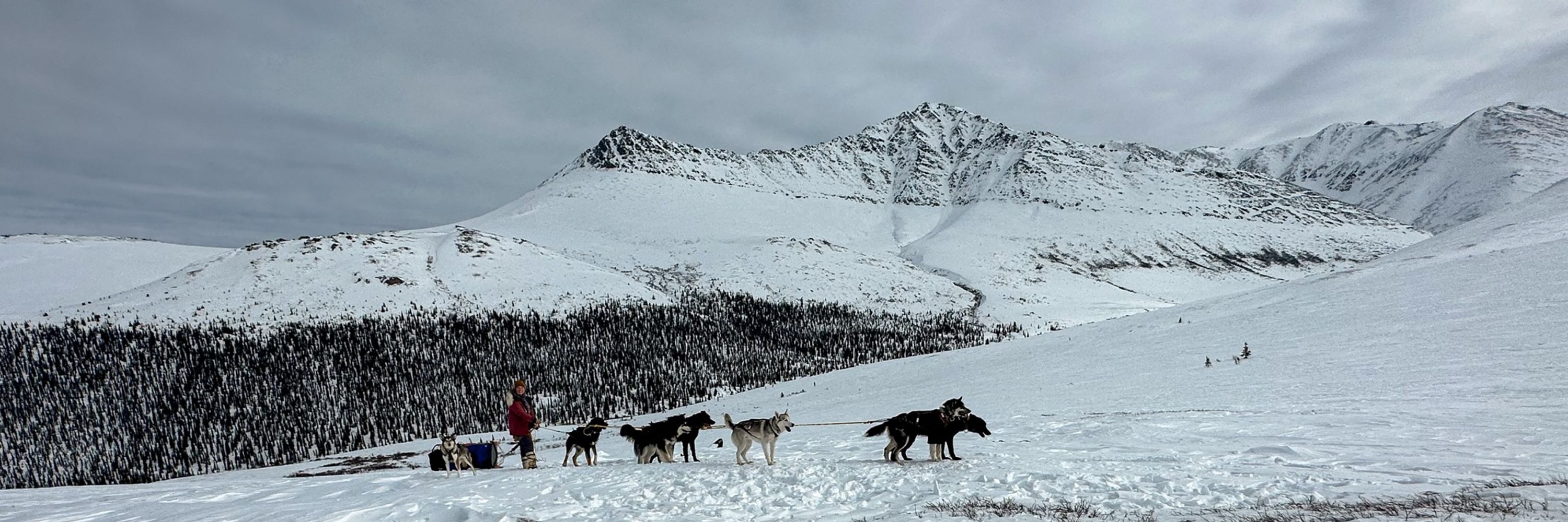 Arctic Hive