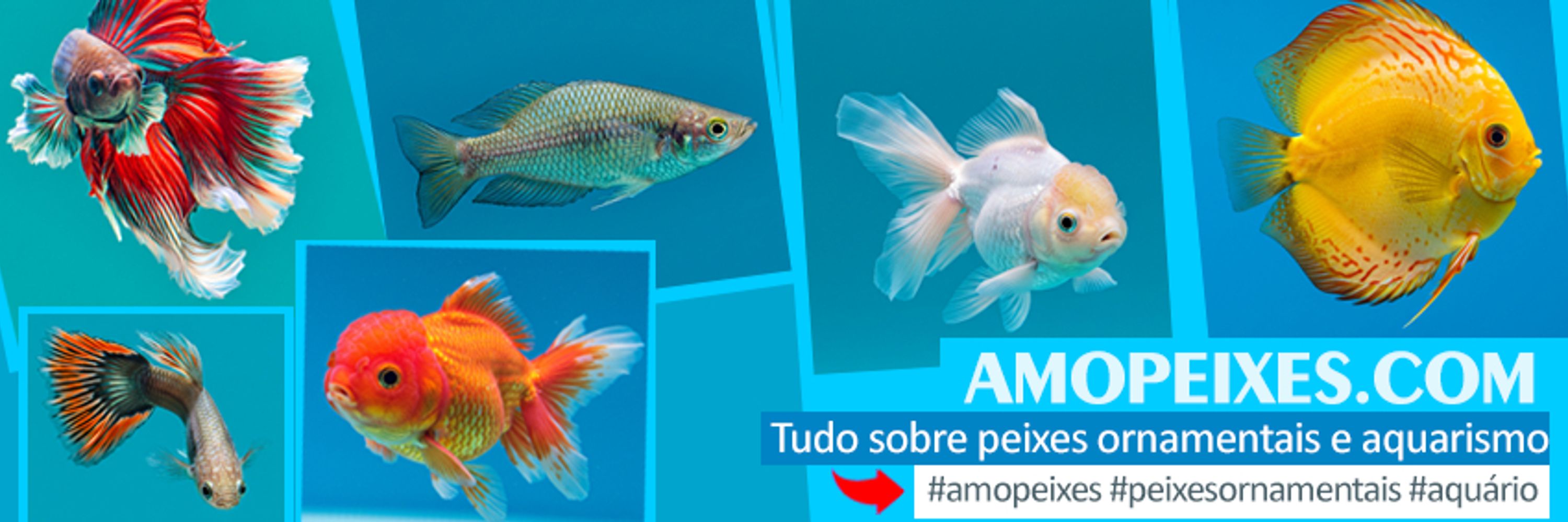 amopeixes