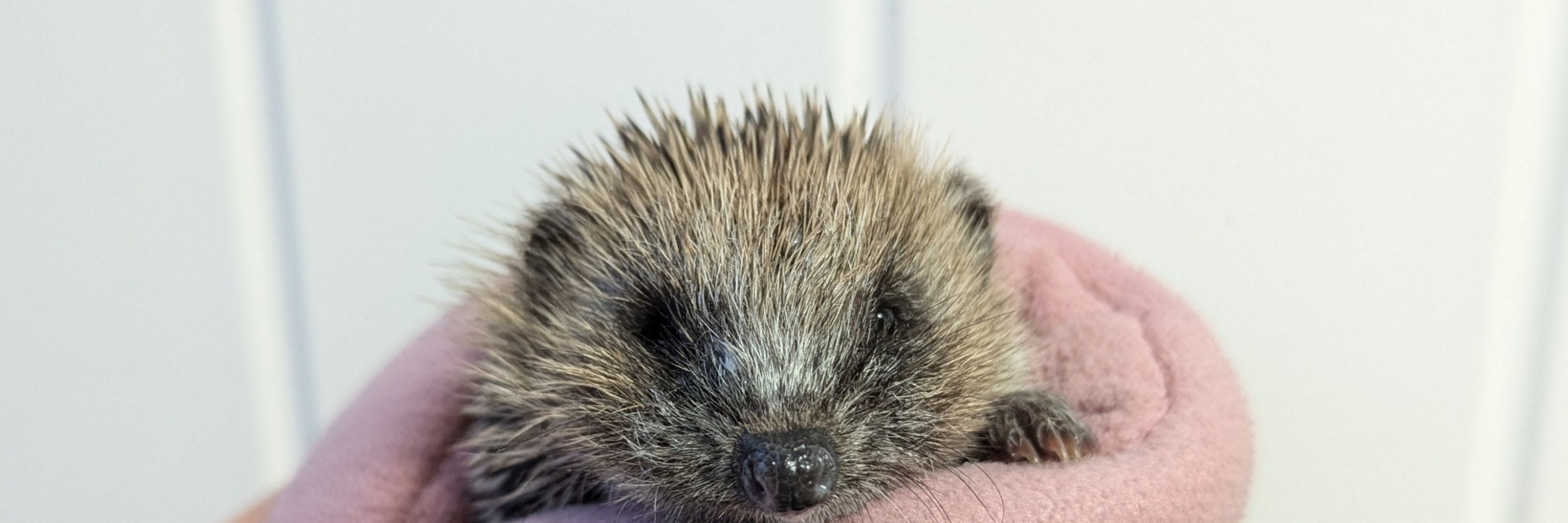 HERBYHedgehogs