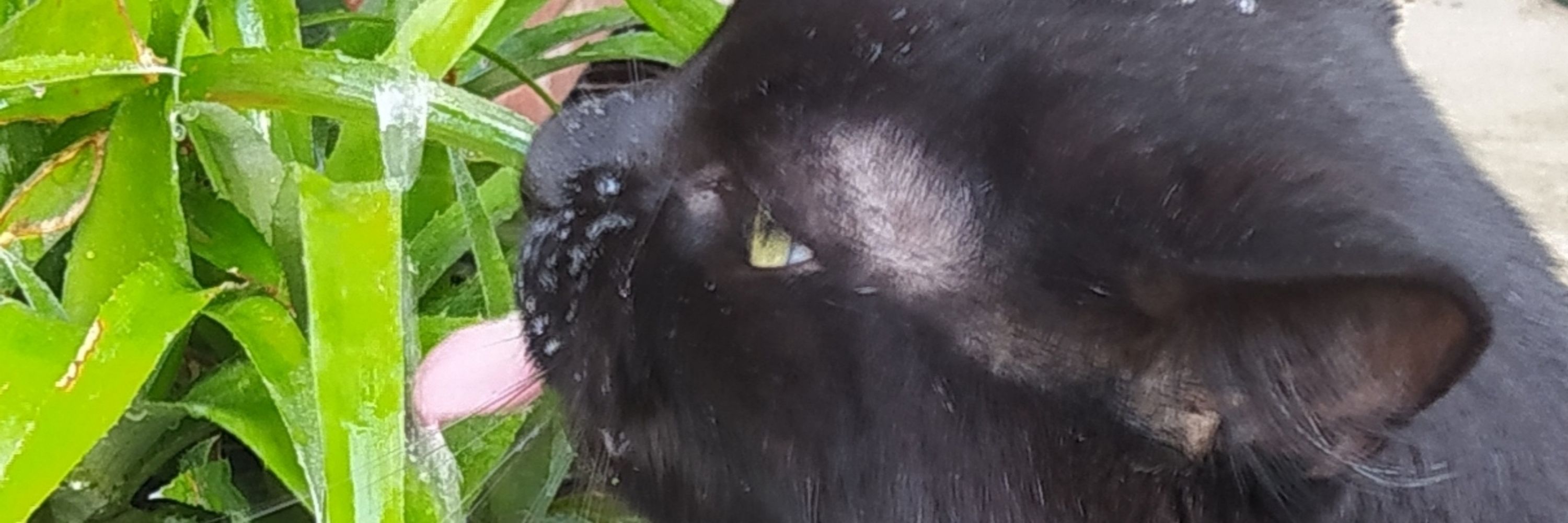 EndangeredCryptid