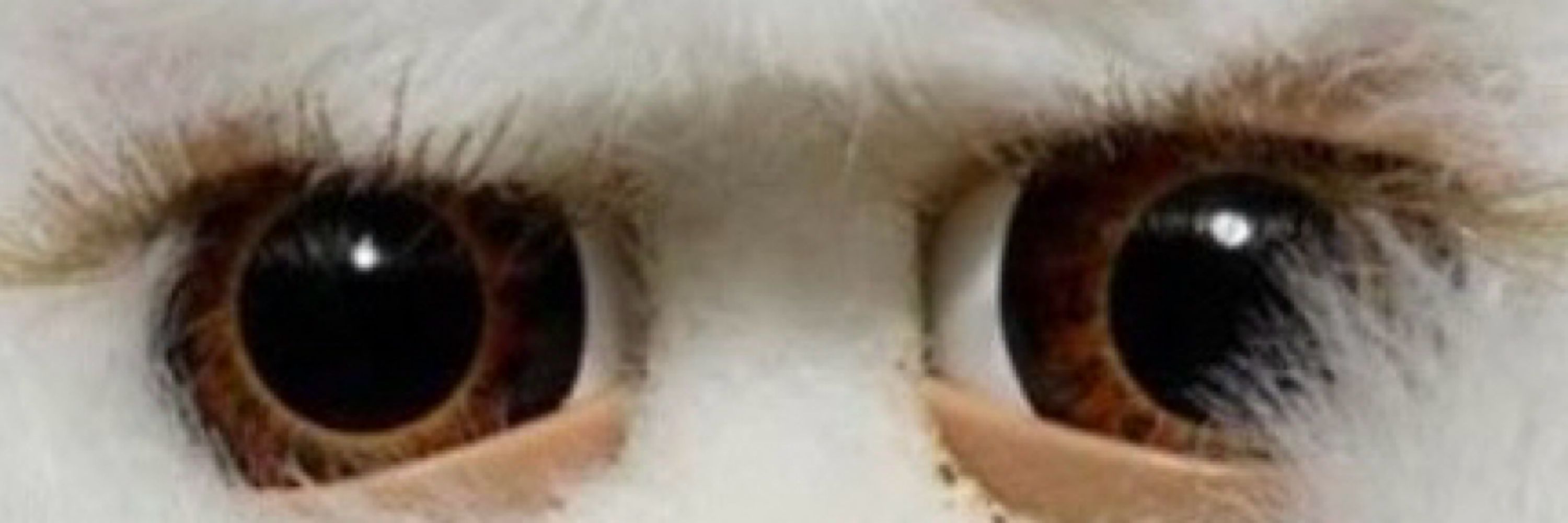 Bittwizard