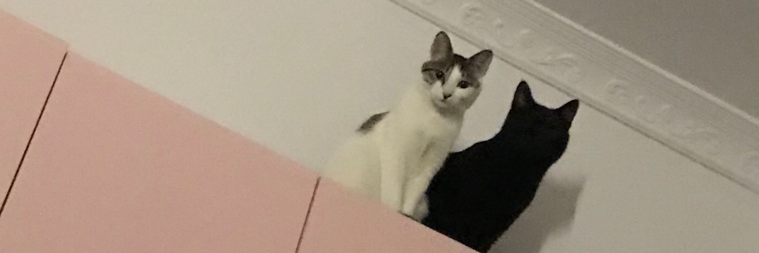 吼吼