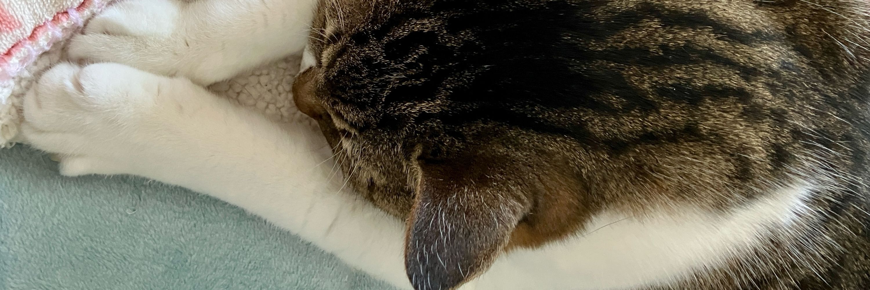 凪