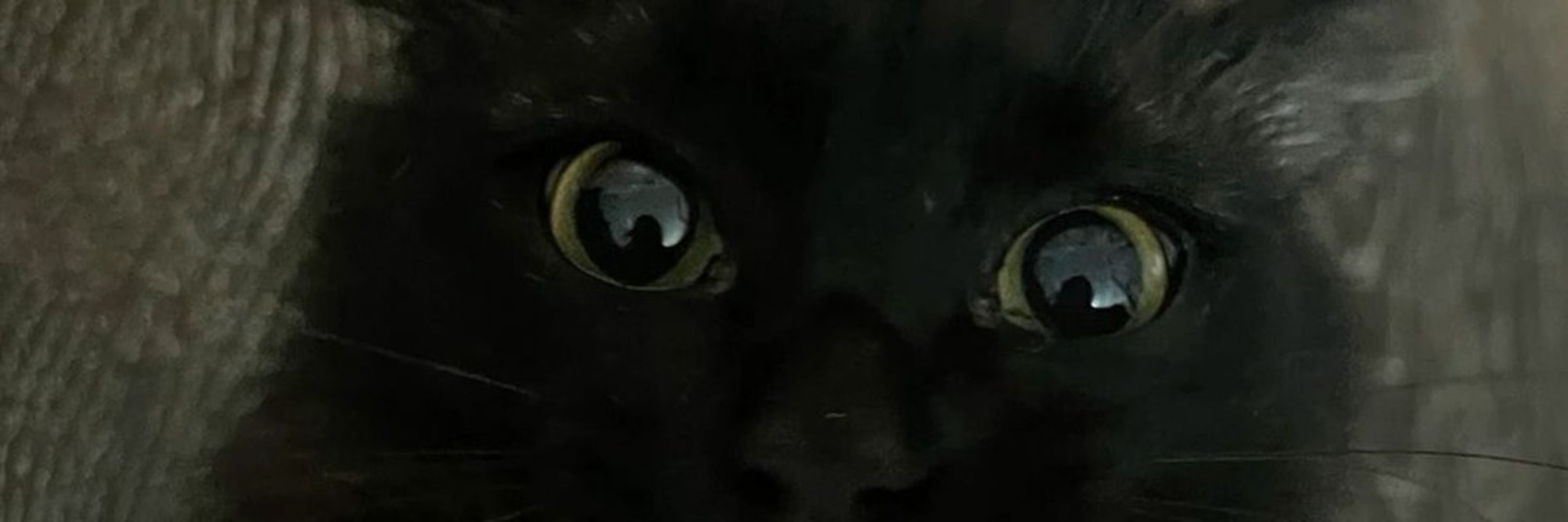 Black Cats are not bad lock*️⃣
