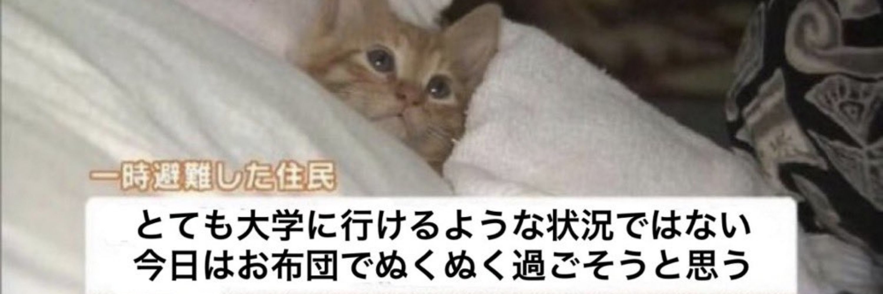 黒田うさを/くろうさ