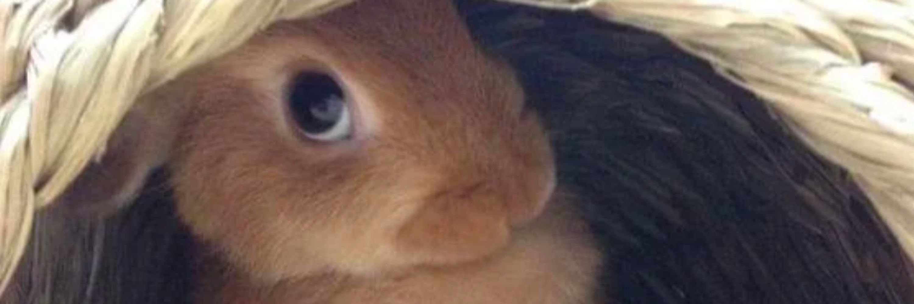 Pancake Bunny