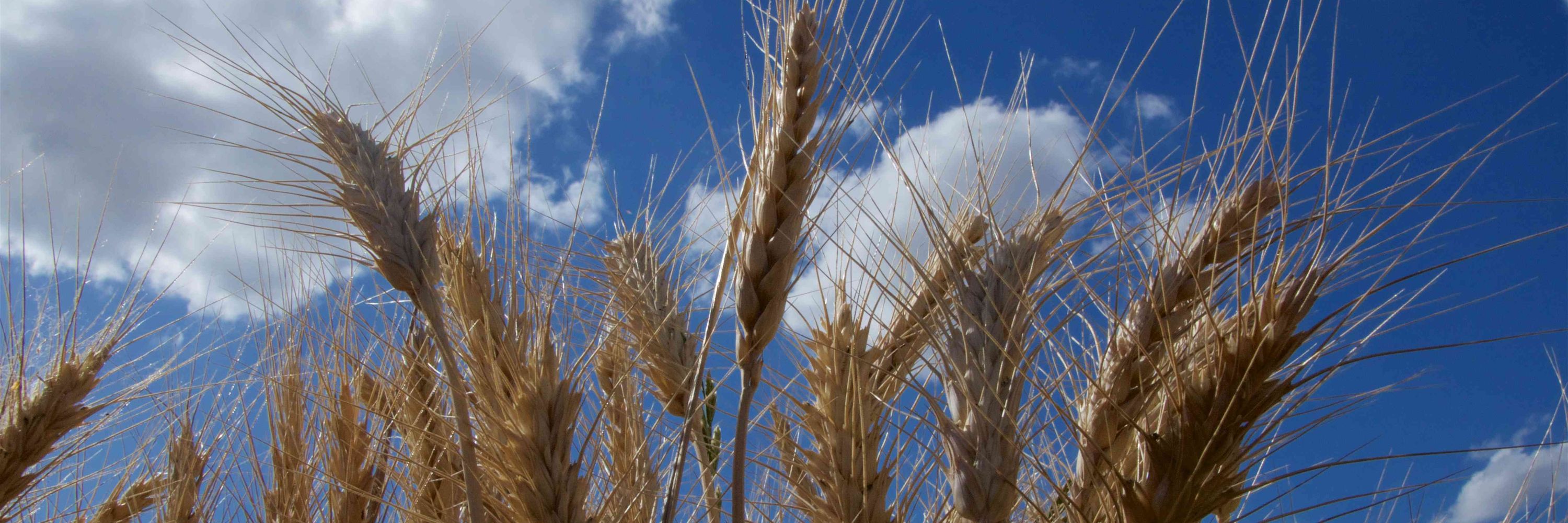 International Wheat genome Sequencing Consortium