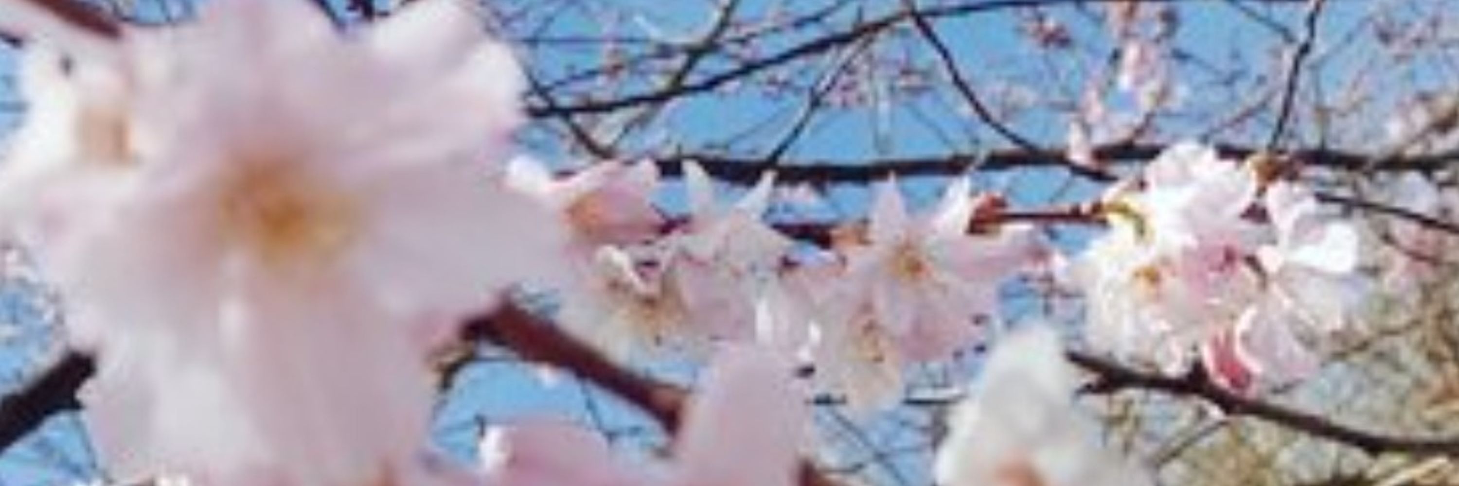 ✧ Asa ✧ 🌸