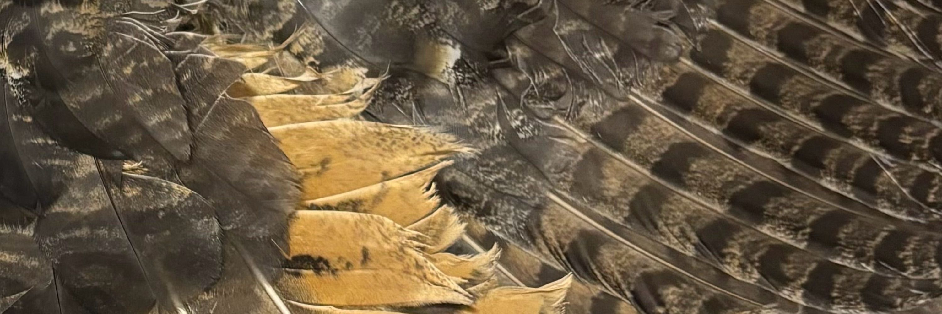 盃ヒシオ🦉