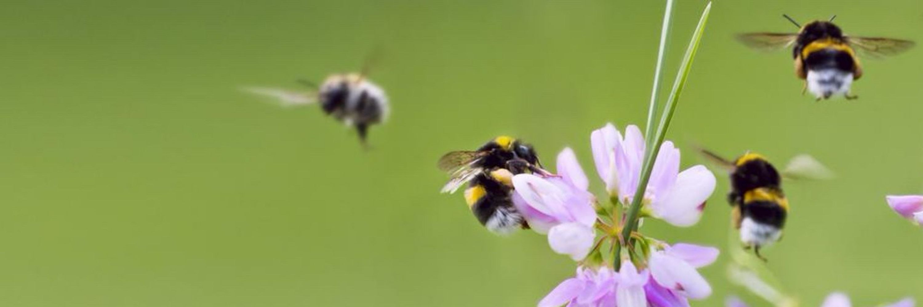 Ⓥ Marco van der Wel 🐝