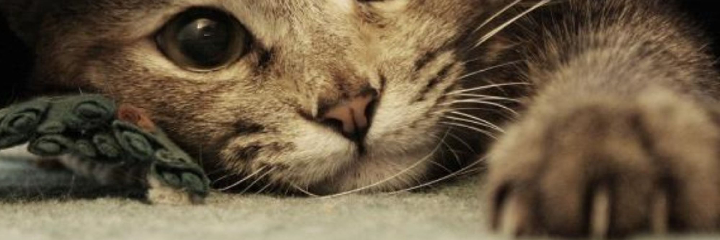 Crunchycat