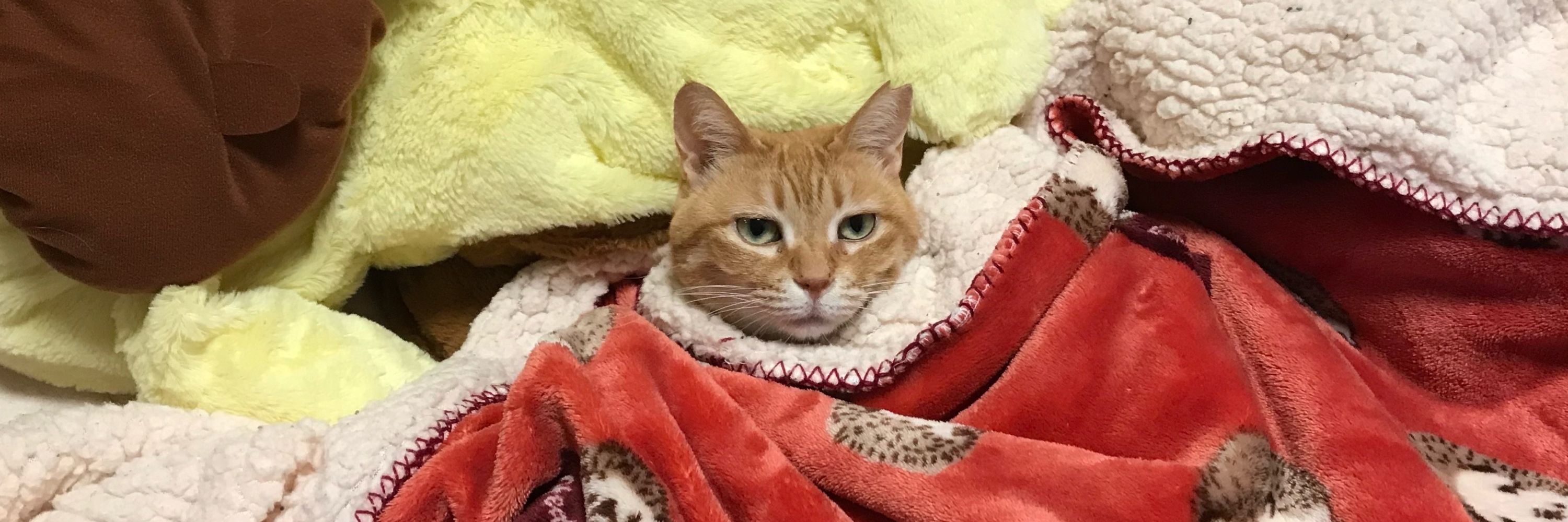 ちゃんすず