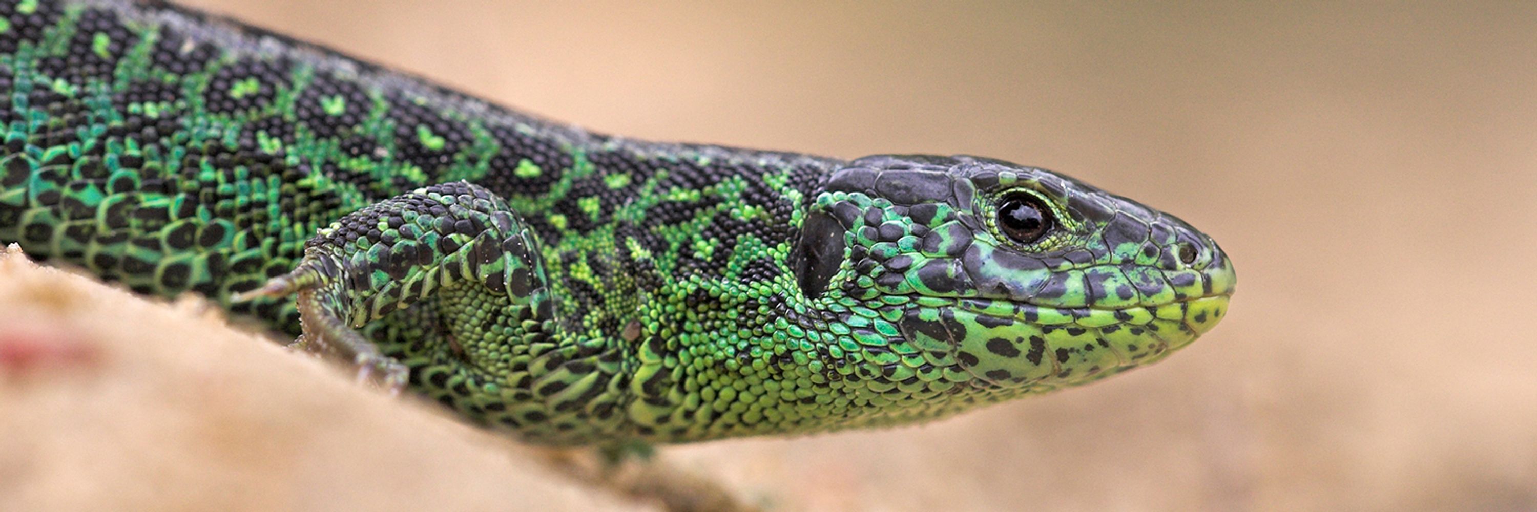 RAVON- Reptielen Amfibieën Vissen Onderzoek Nederland