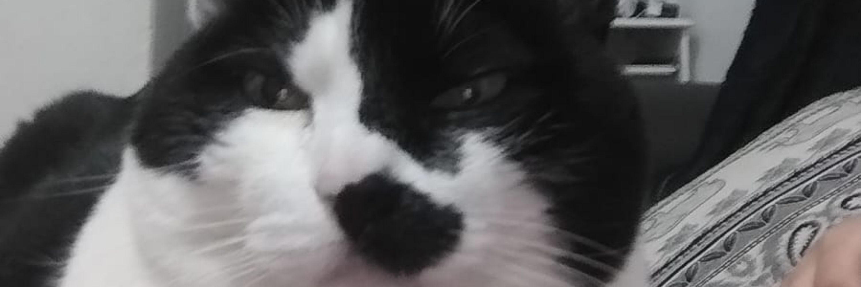 É só Lu mesmo! 😽