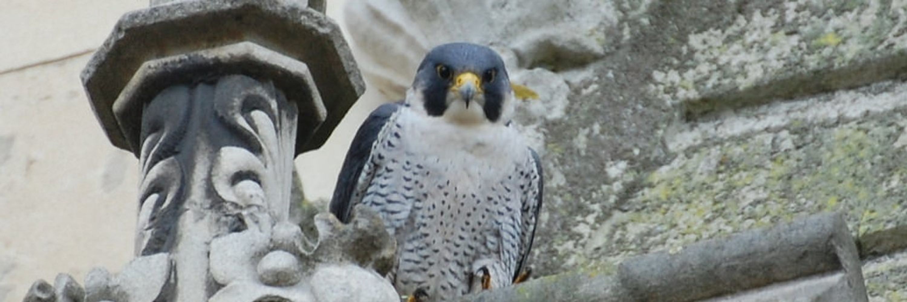 Cambridge Peregrines