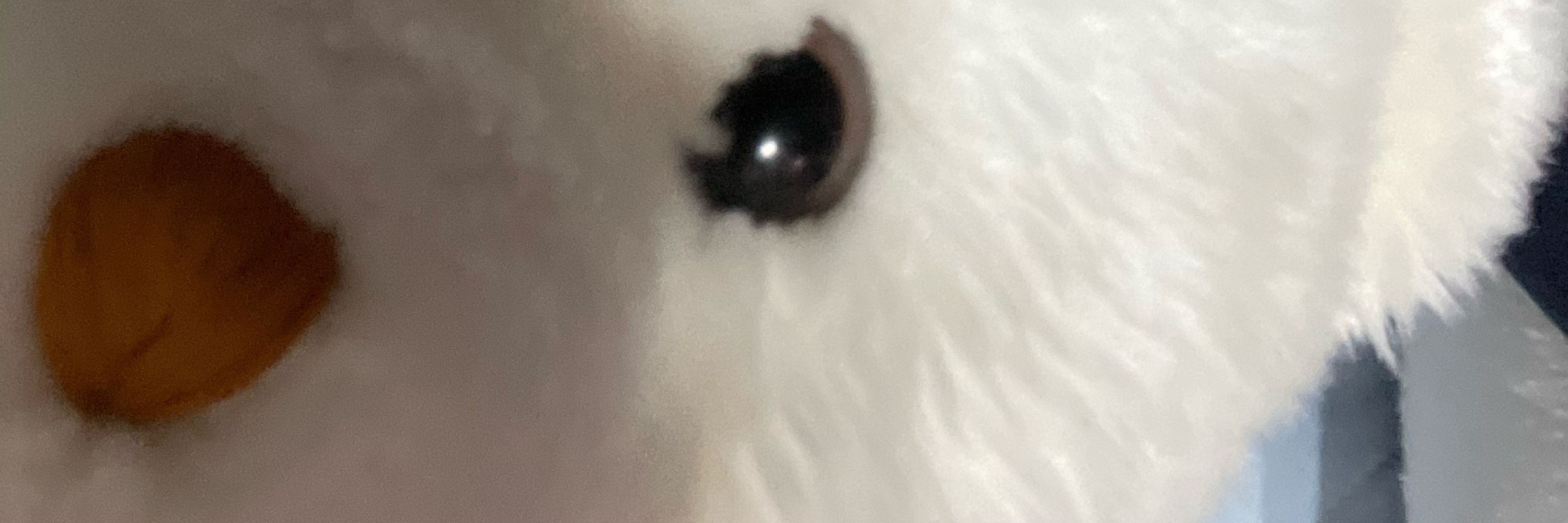 阿皮